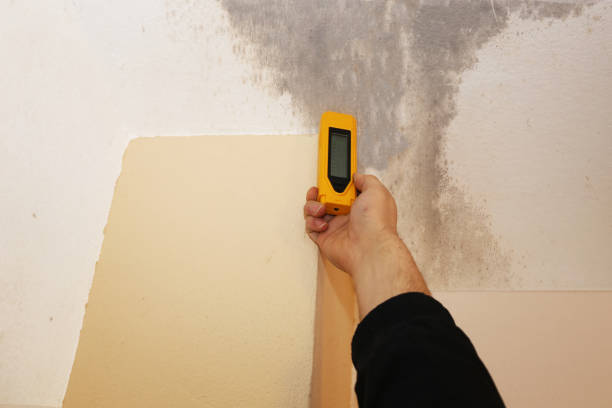 Best Mold Odor Removal Services  in Ronceverte, WV