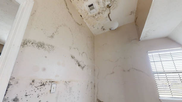 Best Airborne Mold Testing  in Ronceverte, WV