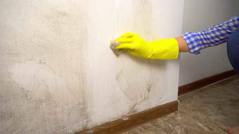  Ronceverte, WV Mold Removal Pros
