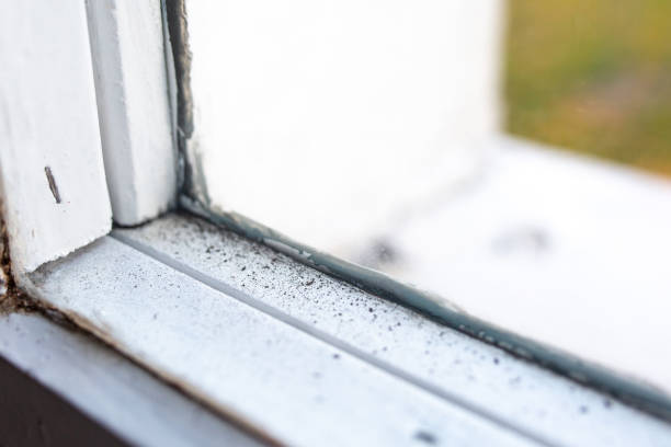 Best Dehumidification Services  in Ronceverte, WV