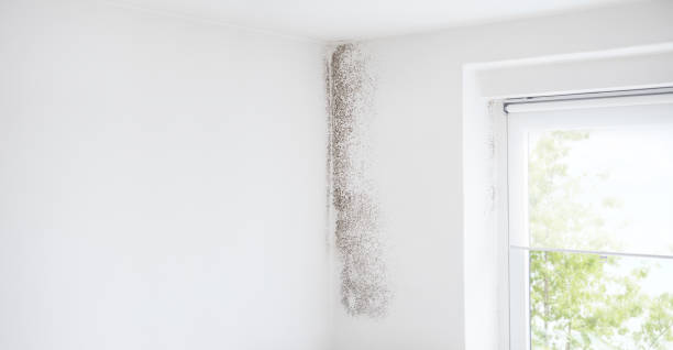 Best Biohazard Mold Removal  in Ronceverte, WV