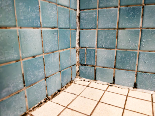 Best Basement Mold Removal  in Ronceverte, WV
