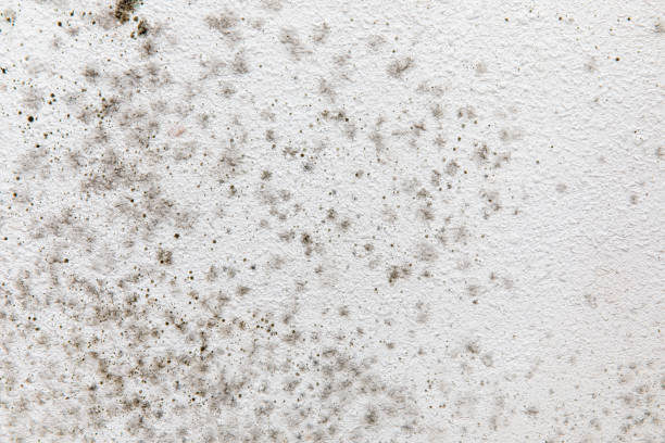 Trusted Ronceverte, WV Mold Removal Experts