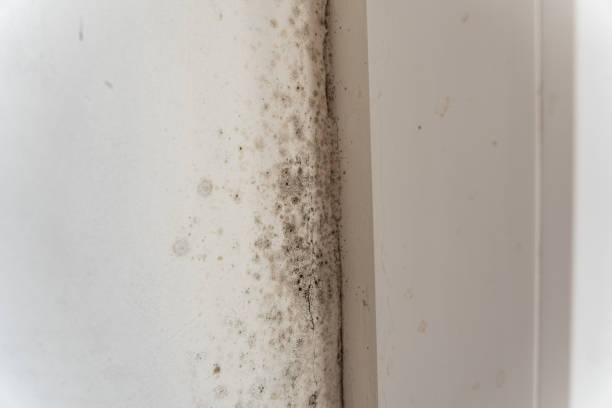 Best Black Mold Removal  in Ronceverte, WV
