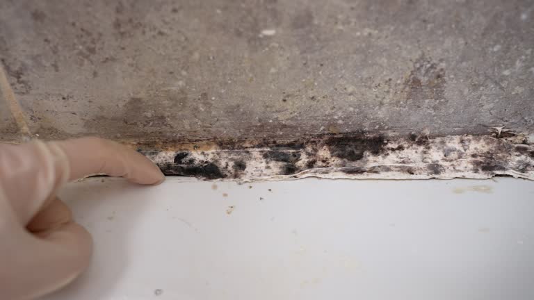 Best Forensic Mold Investigation  in Ronceverte, WV